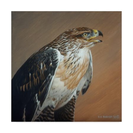 Ron Parker 'Ferruginous Hawk' Canvas Art,35x35